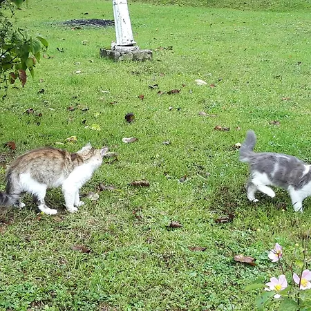 Domaine Fontcouverte